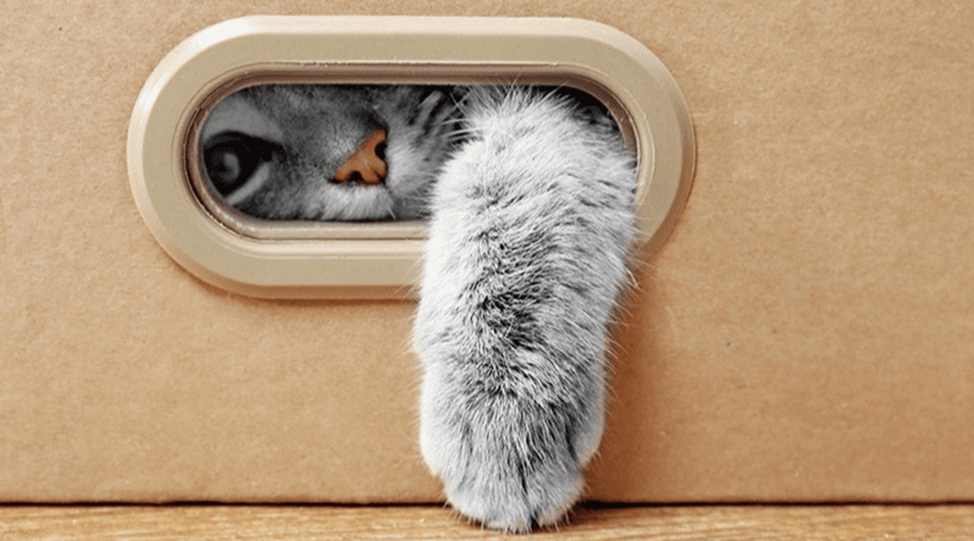 Cachette pour chat