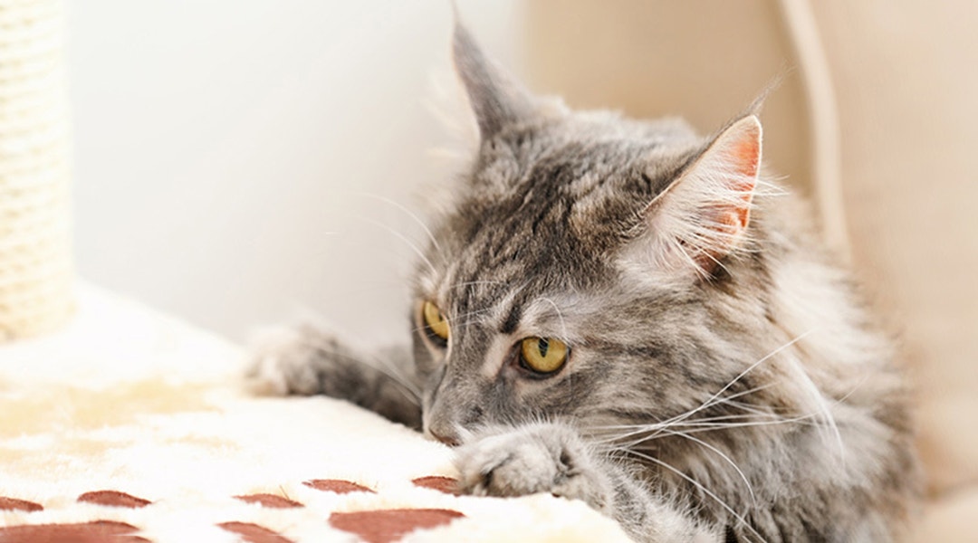 Comment fabriquer un arbre