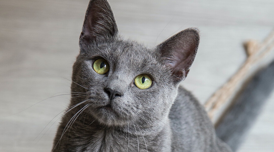 Maison en carton pour chat