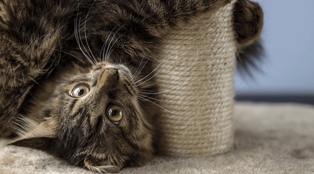 Arbre a chat avec tunnel