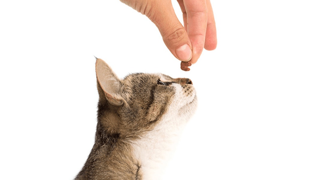 Balle a friandise pour chat