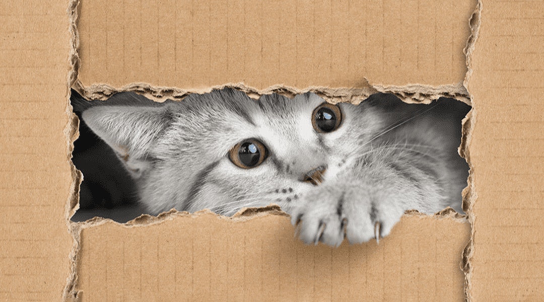 Comment amuser son chat