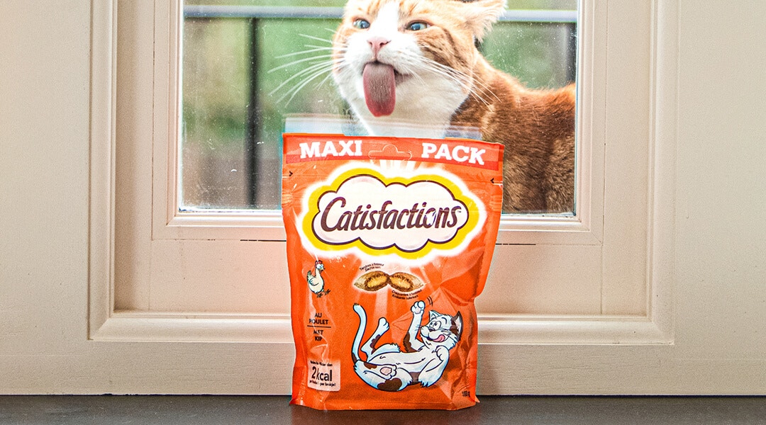 Comment faire rentrer un chat