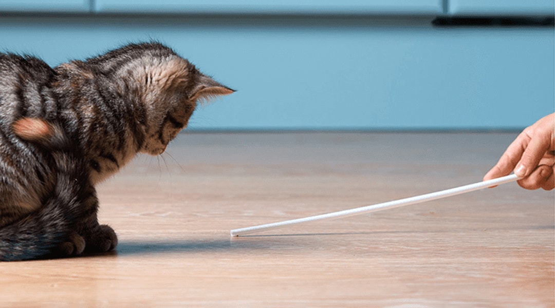 Comment occuper son chat