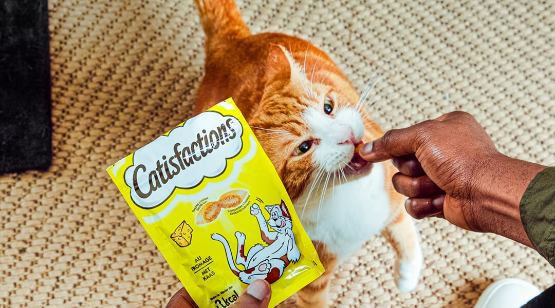 Friandise pour chat