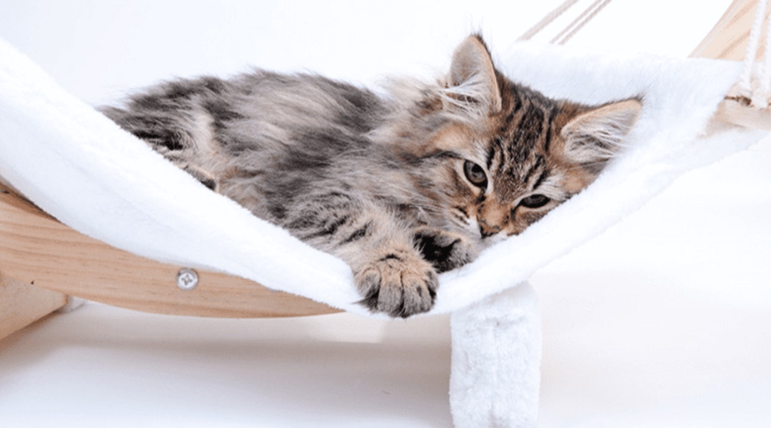 Hamac pour chat