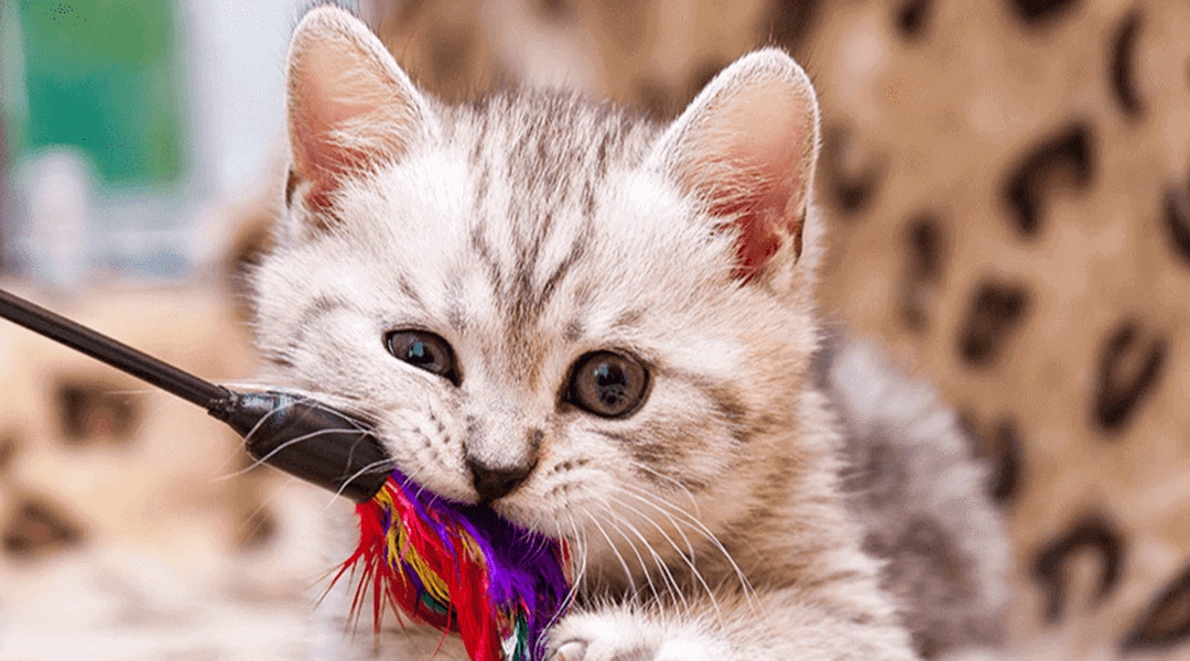 Jouet plumeau pour chat