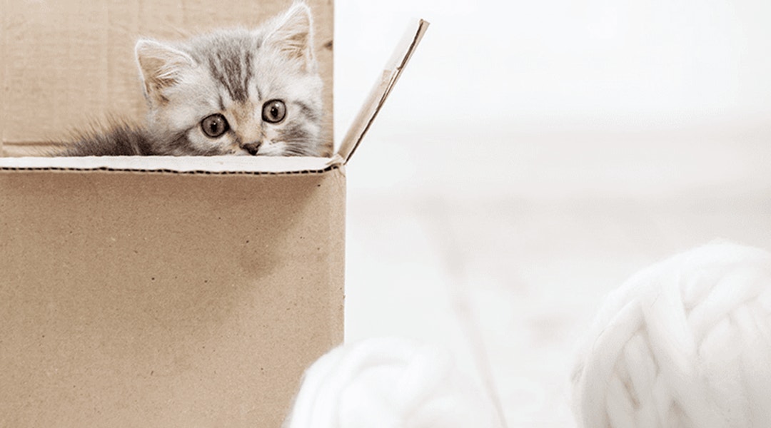 Jouet pour chaton à fabriquer soi même