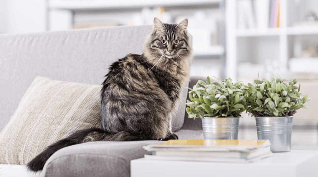 parcours pour chat dappartement