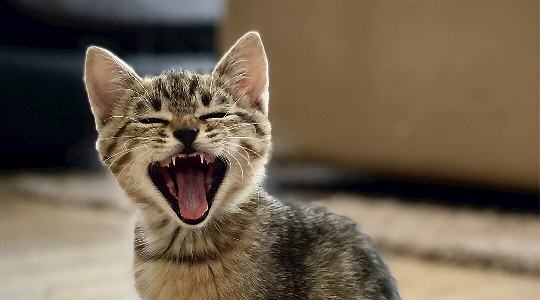 Un chaton gris tigré miaule.