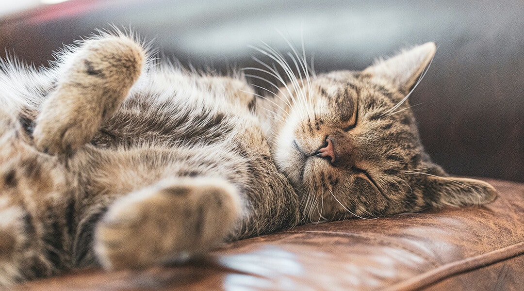 Chat brun tigré allongé sur un canapé en cuir