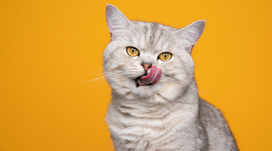 Un chat tigré gris se léchant les lèvres avec un fond jaune