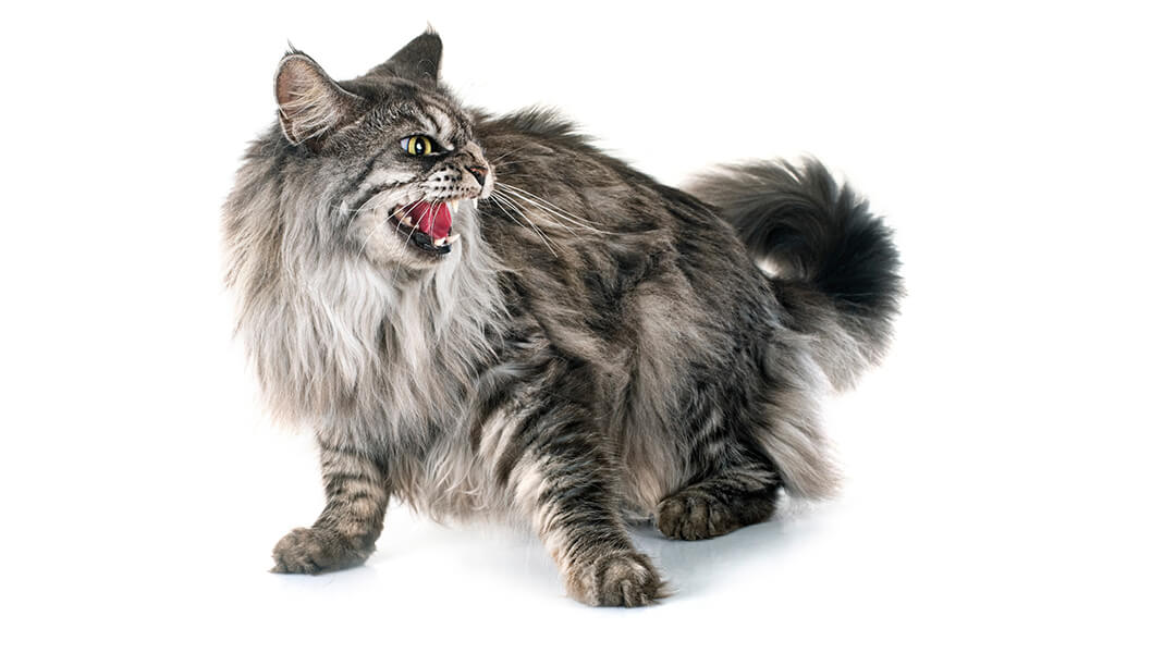 Un chat qui grogne gris à poils longs siffle avec la bouche grande ouverte, montrant des dents pointues et ayant l'air en colère. Le chat qui grogne a un pelage duveteux et il se tient sur un fond blanc.