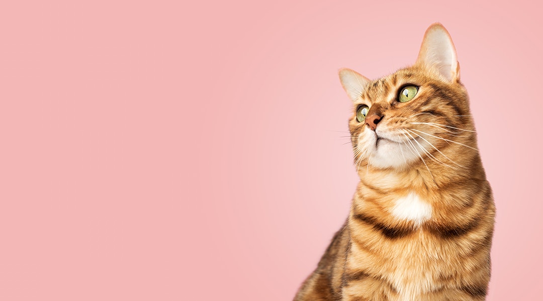 Un chat heureux avec un pelage rayé marron et noir regarde vers le haut sur un fond rose doux. Le chat semble content et détendu.