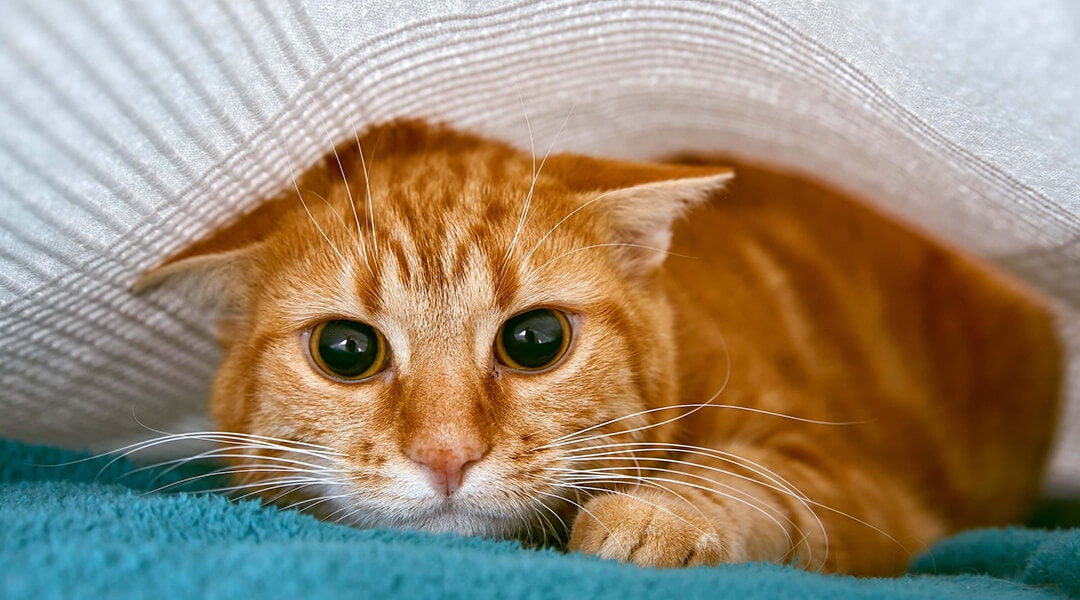 Un chat roux aux yeux verts, caché sous une couverture blanche.