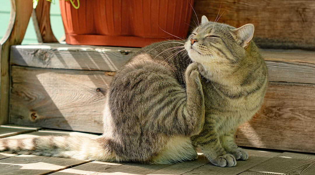Chat qui se gratte le menton avec la patte arrière