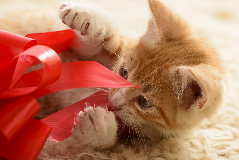 Cadeau de Noël pour chat : les meilleures idées pour le gâter