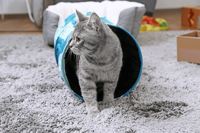 Un parcours pour chat à la maison pour matou casse-cou