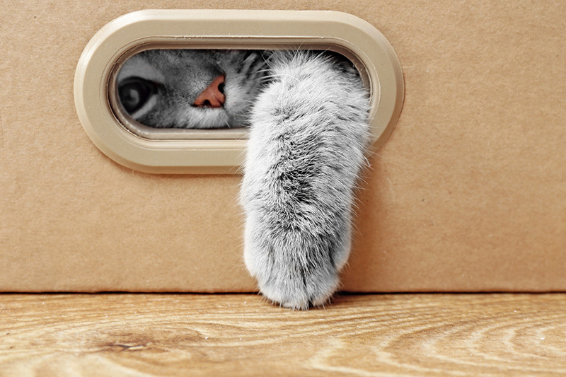 Cachette pour chat : pourquoi et comment