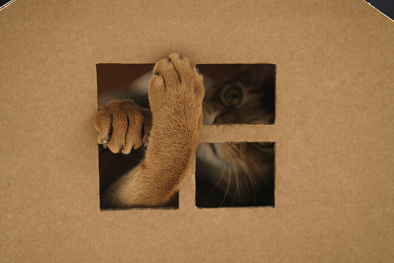 Maison en carton pour chat : les DIY les plus simples à réaliser