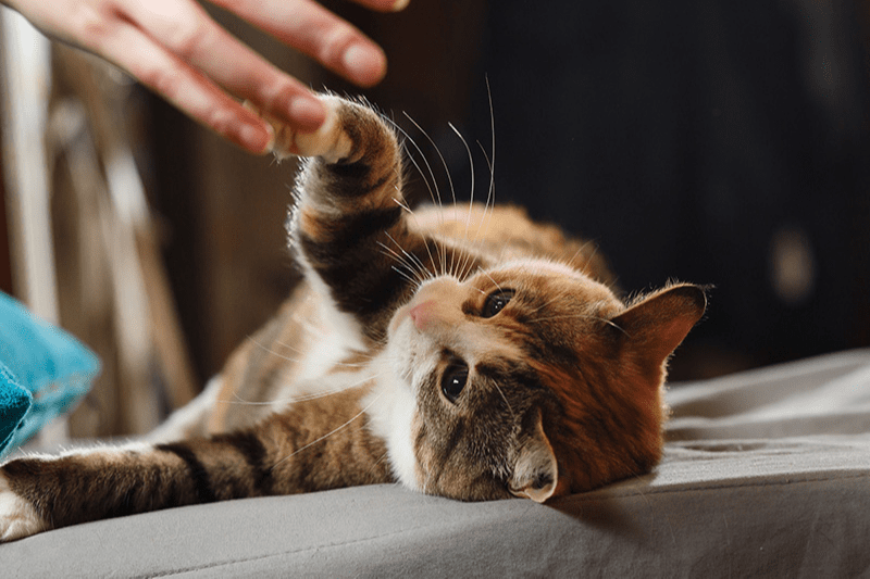 Jouer avec son chat : combien de temps par jour
