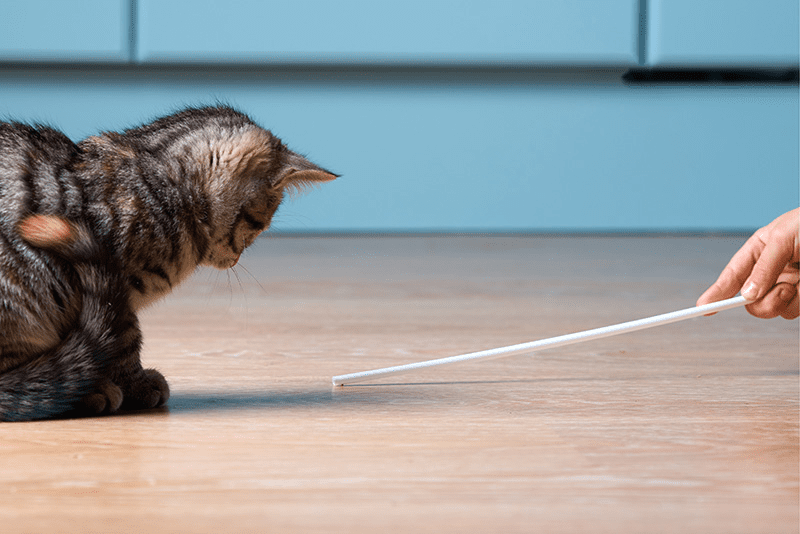 Comment occuper son chat