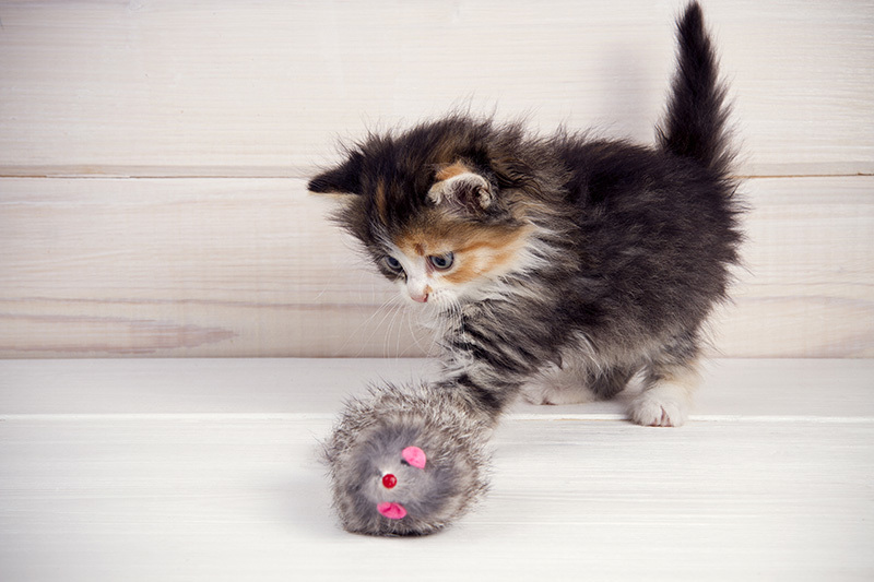 Jeux pour chat à faire soi-même : idées et astuces de longues heures de divertissement