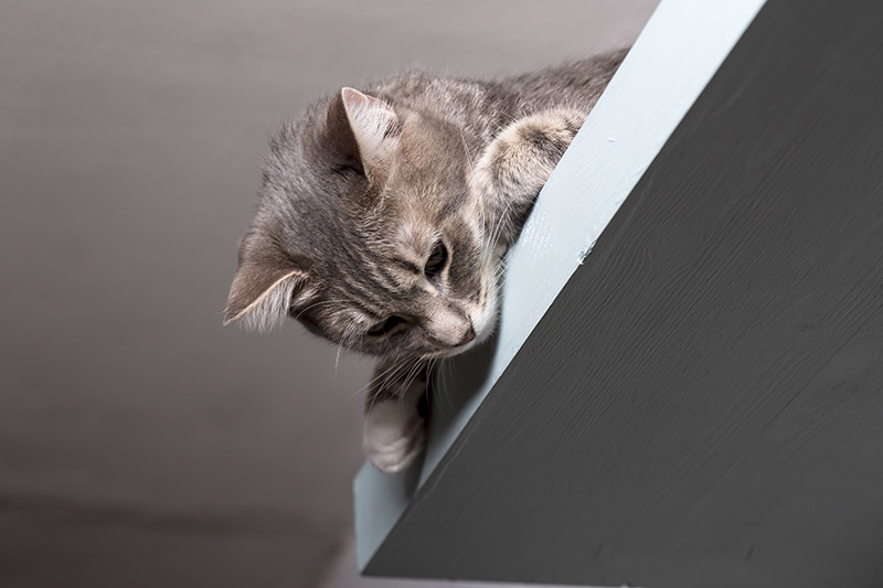 Parcours pour chat d’appartement : rendez votre matou heureux