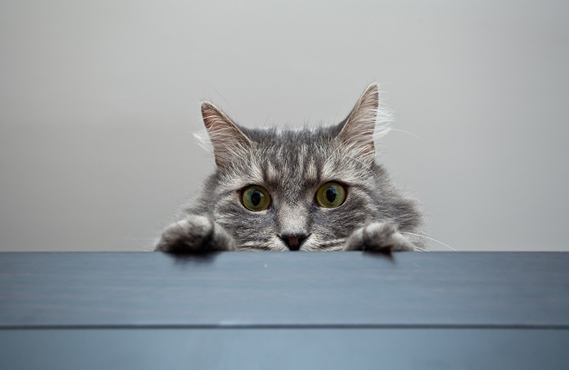 Circuit pour chat : un module de jeux d’agilité ludique pour votre matou