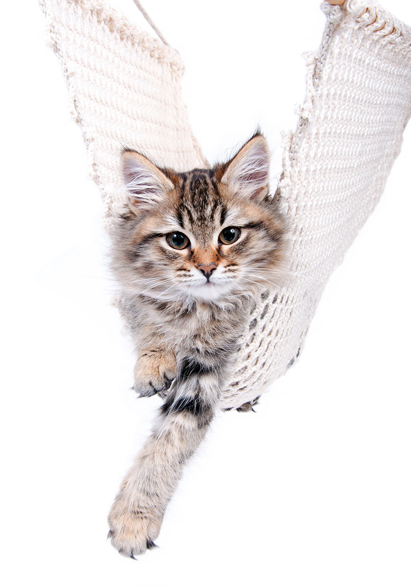 Hamac pour chat : l’espace détente idéal pour votre matou