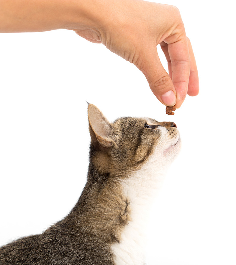 Friandise pour chat : le guide pour bien choisir !