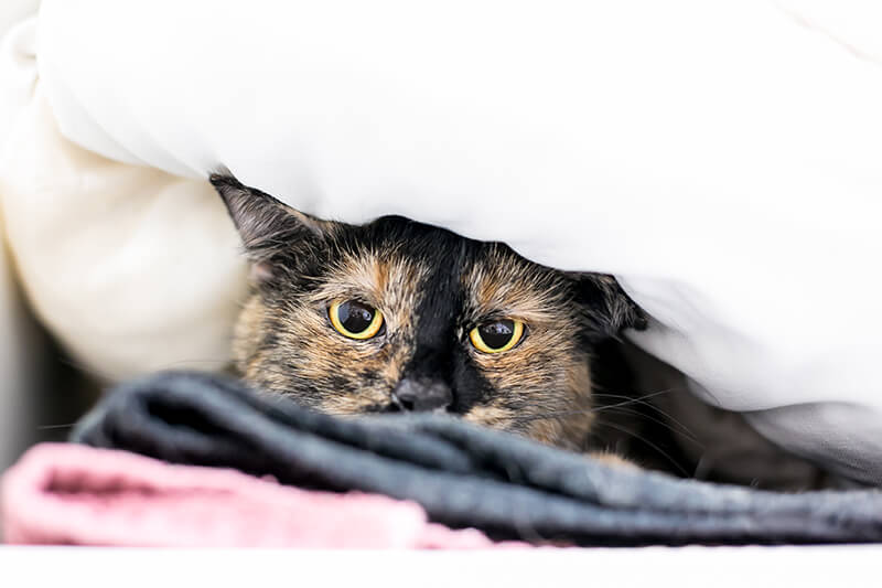 chat anxieux qui se cache