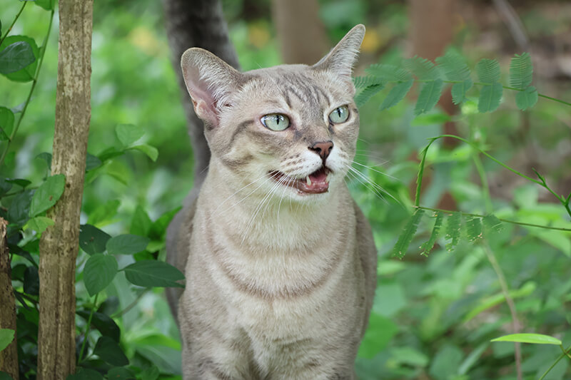 chat qui miaule dans le jardin
