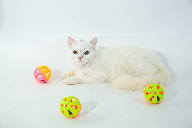 Un chat blanc duveteux aux yeux jaunes est allongé sur un fond blanc, entouré de trois balles de jouet colorées