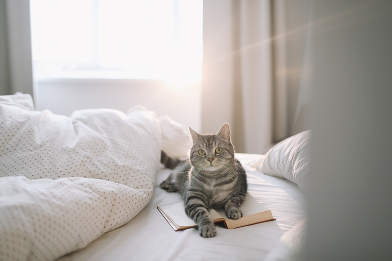 Un chat tigré gris allongé sur un lit avec ses pattes sur un livre ouvert dans une chambre lumineuse.