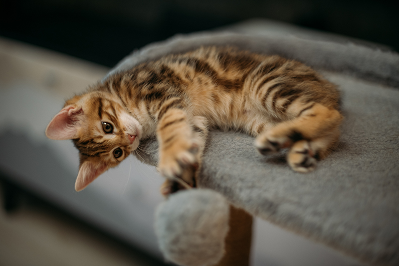 Un mignon chaton allongé sur une couverture grise, jouant avec un jouet suspendu dans un cadre confortable.