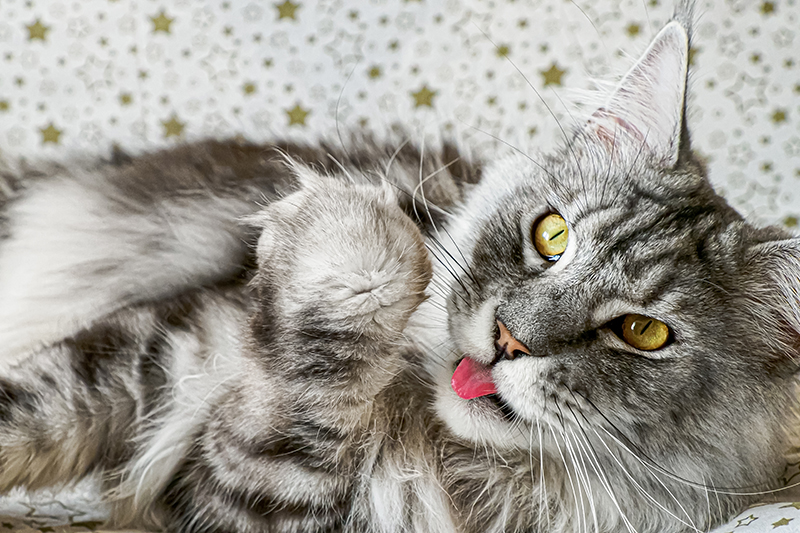 Un chat tigré gris allongé sur le dos avec la langue sortie, regardant la caméra. L'arrière-plan présente un motif d'étoiles dorées.