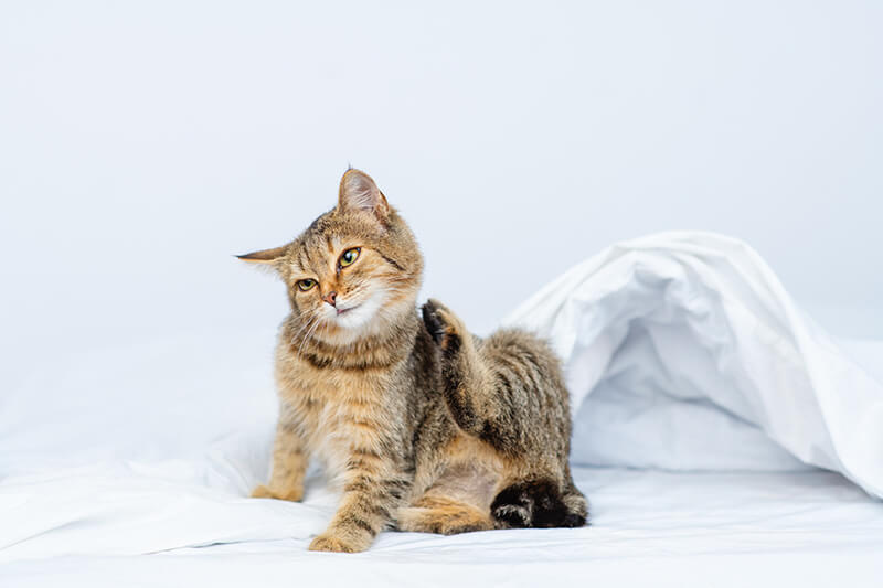Chat tigré qui se gratte avec la patte arrière assis sur un drap