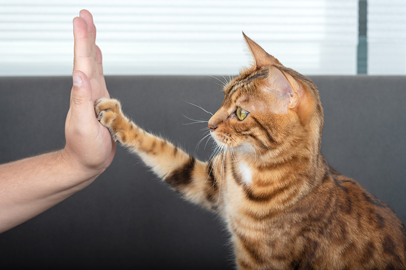une personne apprend à un chat à faire un high five